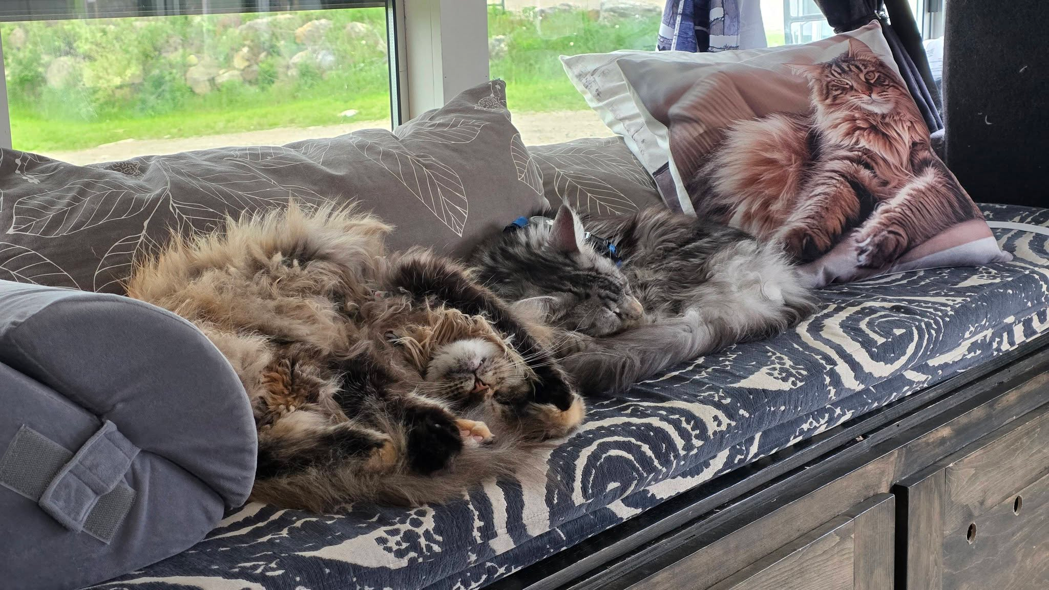 La mue d’un Maine Coon dans un véhicule de 32 pieds : survivre à la fourrure