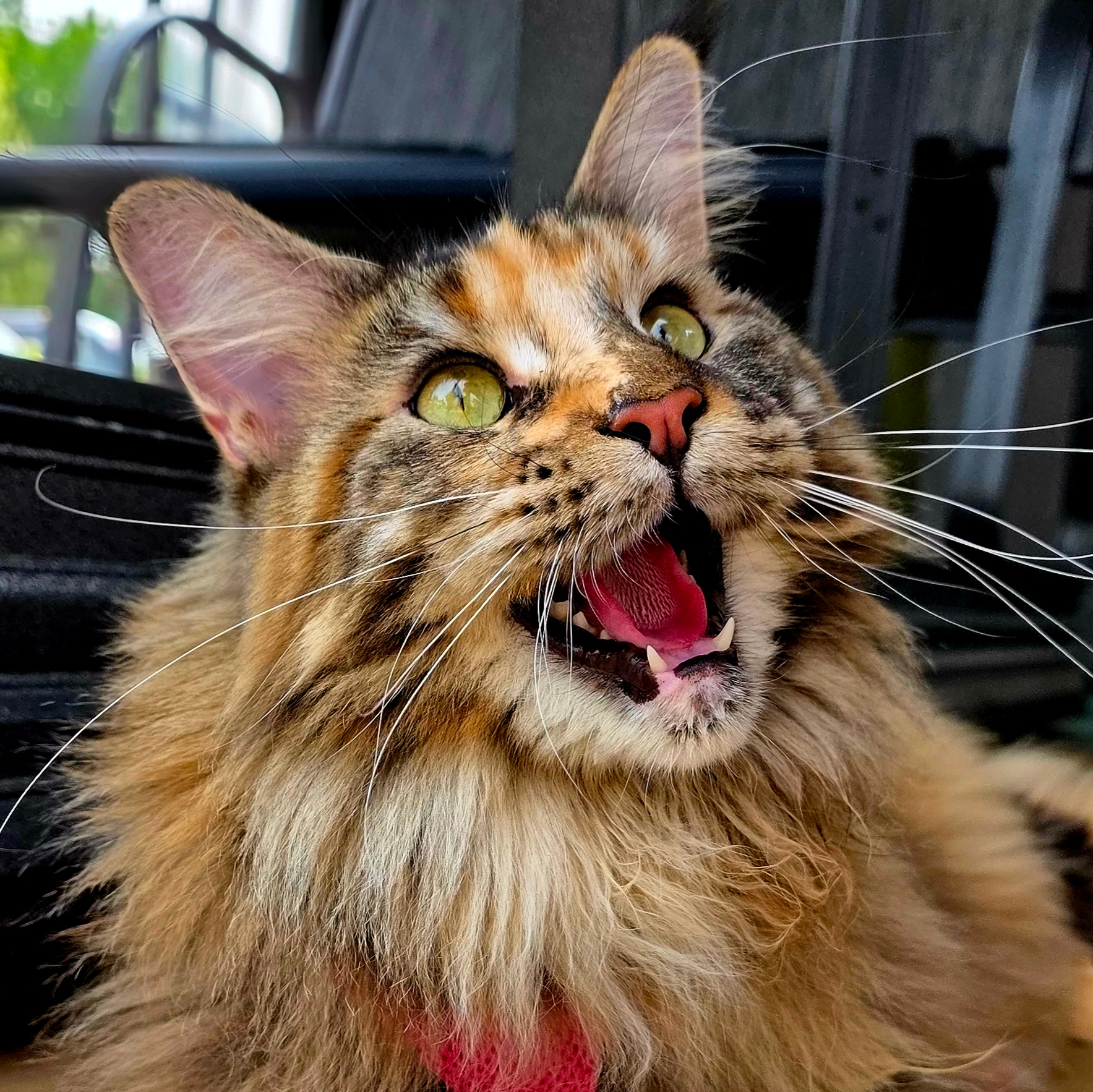 Garder trois Maine Coons au frais dans un bus en été